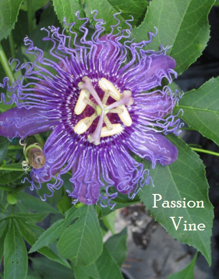 passion vine